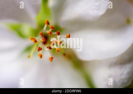 Image très rapprochée de la fleur de pomme blanche, étamine jaune au centre de celle-ci. Mise au point sélective et faible profondeur de champ. Banque D'Images