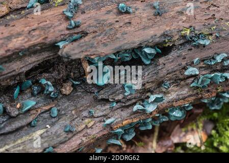 Champignon - Vert ELFCUP (Chlorociboria aeuginascens) Banque D'Images