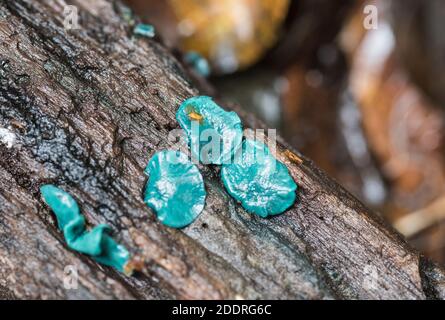 Champignon - Vert ELFCUP (Chlorociboria aeuginascens) Banque D'Images