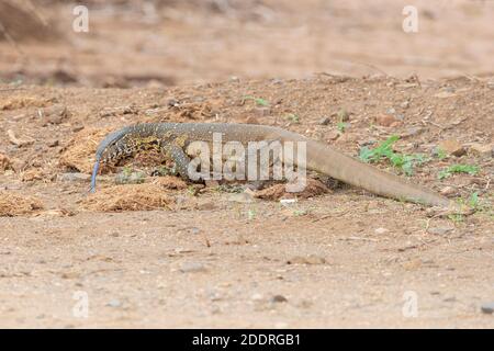 Surveillance du Nil (Varanus niloticus), adulte marchant sur le sol, Mpumalanga, Afrique du Sud Banque D'Images