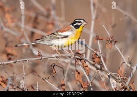 Bunting doré (Emberiza flaviventris kalaharica), vue latérale d'un mâle adulte perché sur une branche, Mpumalanga, Afrique du Sud Banque D'Images