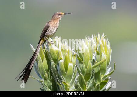 Cape Sugarbird (cafetière Promerops), homme adulte perché sur une fleur, Cap occidental, Afrique du Sud Banque D'Images