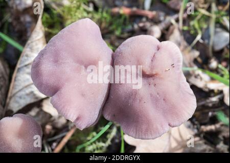 Champignon - récepteur améthyste (Laccaria amethystina) Banque D'Images