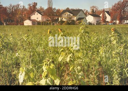 paysage rural en automne, champ de tournesols et maisons et fermes en arrière-plan Banque D'Images