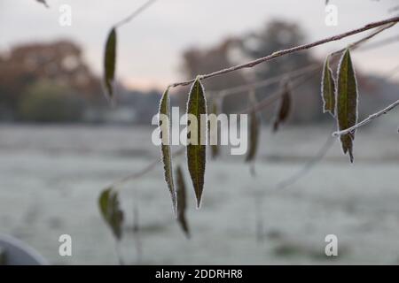 Longues feuilles congelées minces accrochées à des brindilles le matin d'un wintry sur une ferme. Banque D'Images