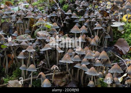 Groupe du champignon Inkcap (Coprinus micaceus) Banque D'Images