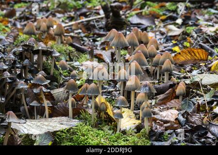 Groupe du champignon Inkcap (Coprinus micaceus) Banque D'Images