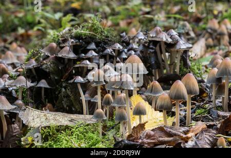 Groupe du champignon Inkcap (Coprinus micaceus) Banque D'Images