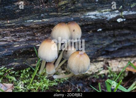 Vue latérale des champignons Inkcap (Coprinus sp) Banque D'Images