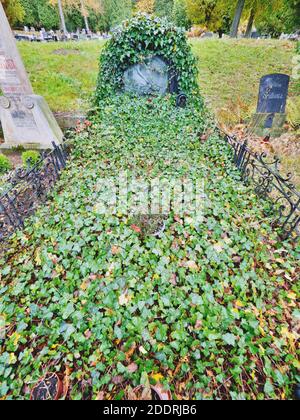 De belles vieilles pierres tombales couvertes de lierre sur le cimetière de Hronov. Cimetière de la vieille ville. 24 octobre 2020. Hronov, Tchéquie. Banque D'Images