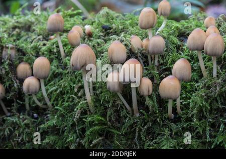 Vue latérale des champignons Inkcap (Coprinus sp) Banque D'Images