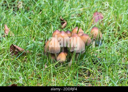 Champignon Inkcap (Coprinus sp) Banque D'Images