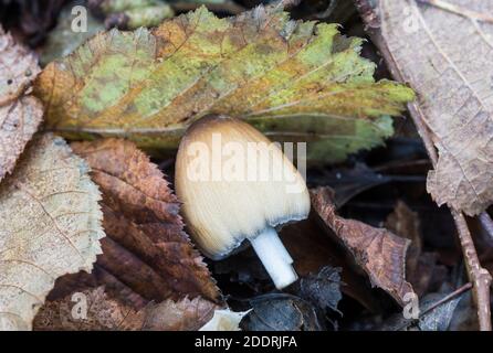 Champignon Inkcap (Coprinus sp) Banque D'Images