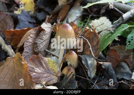 Champignon Inkcap (Coprinus sp) Banque D'Images