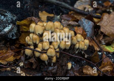 Souche d'Inkcap (Coprinus micaceus) Banque D'Images