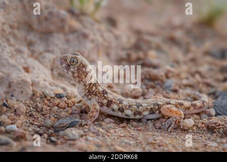 Gecko aboyant de Koch - Ptenopus kochi, un bel lézard issu du désert endémique en Namibie. Banque D'Images