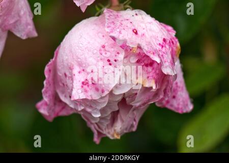 Fleurs de rose (Rosa sp.) recouvertes de rames de pluie et montrant des signes précoces et avançant de moisissure grise (Botrytis cinerea), juin Banque D'Images