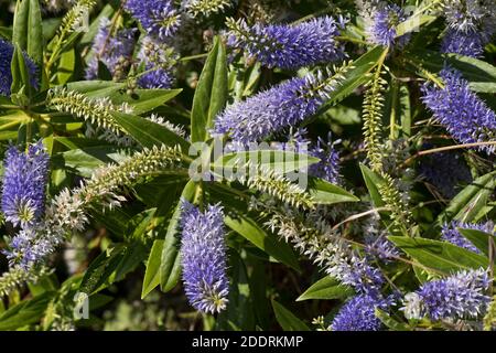 Inflorescences de fleurs survoltées sur Hebe 'idsummer Beauty' bleu vieillissant à blanc un arbuste de jardin avec des feuilles de lancéolate brillantes, Berkshire, juin Banque D'Images