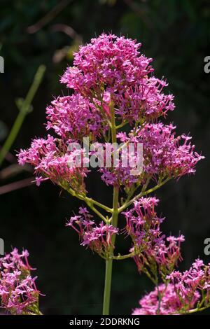 Rouge valériane (Centranthus ruber) fleurs roses rouges sur plante ornementale vivace, parfois envahissante, de jardin, Berkshire, juin Banque D'Images