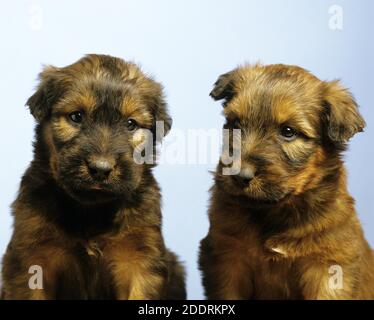 Chien de Briard (Old Standard Breed with Cut Ears), Portrait of Pup Banque D'Images