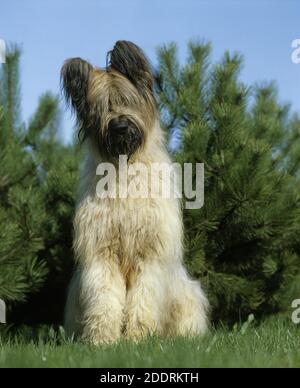 Chien Briard (ancienne norme Race à couper les oreilles), des profils comité permanent sur l'herbe Banque D'Images