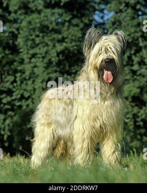 Chien Briard (ancienne norme Race à couper les oreilles), des profils comité permanent sur l'herbe Banque D'Images