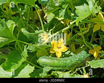 Concombres verts de gamme libre dans le jardin Banque D'Images