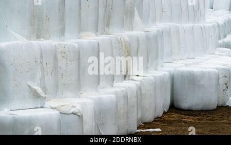 Balles de foin d'ensilage enroulées en plastique blanc, empilées les unes sur les autres. . Photo de haute qualité Banque D'Images