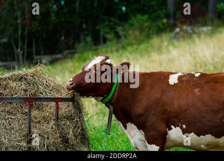 Vache laitière rouge mangeant du foin frais à partir d'un mangeoire métallique sur un pré ouvert. . Photo de haute qualité Banque D'Images