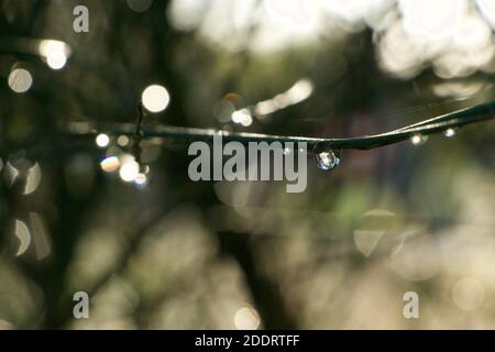 Branche d'olive lourde en gouttelettes après la pluie récente. Scintillez et faites du bokeh dans l'olivier. Banque D'Images