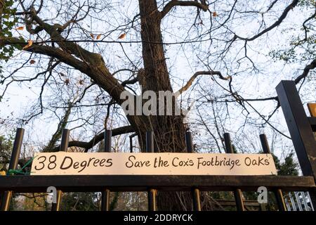 Des banderoles d'activistes à Sydenham Hill Woods contre le projet d'abattage de deux chênes de 100 ans et plus, menacés par le Conseil de Southwark en raison de leur proximité de la passerelle 'Pissarro' dont la rénovation a été jugée nécessaire par les autorités locales, le 24 novembre 2020, à Londres, en Angleterre. Le chemin de fer de Nunhead à Crystal Palace (haut niveau) passa une fois à travers le bois et l'artiste impressionniste Camille Pissarro (1830-1903) peint un paysage ferroviaire célèbre depuis le pont dans les années 1870. Le bois de la colline de Sydenham fait partie de la plus grande parcelle restante de l'ancien bois du Grand Nord, un vaste sont Banque D'Images