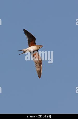 Pratincole (Gareola pratincola pratincola) adulte en vol Lac Balkhash, Kazakhstan Juin Banque D'Images