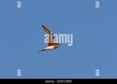 Pratincole (Gareola pratincola pratincola) adulte en vol Lac Balkhash, Kazakhstan Juin Banque D'Images