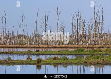 Arbres morts dans la réserve naturelle Anklamer Stadtbruch dans Mecklembourg-Poméranie occidentale / Mecklembourg-Poméranie-Occidentale, Allemagne Banque D'Images