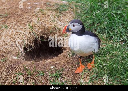 Macareux de l'Atlantique (Fratercula arctica) à l'entrée du terrow de l'ancien trou de lapin sur la falaise de mer en été, vous pourrez vous couronner dans une colonie d'oiseaux de mer Banque D'Images