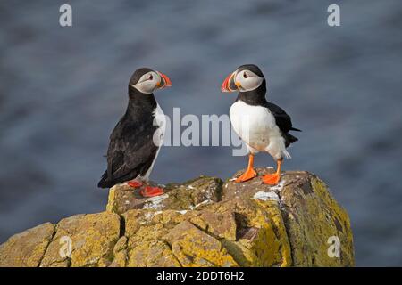 Deux puffins de l'Atlantique (Fratercula arctica) perchés sur la roche montrant un bec coloré pendant la saison de reproduction en été, en Islande Banque D'Images