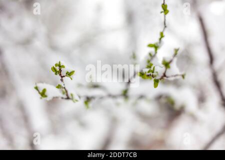 Feuilles sur de petites branches en hiver Banque D'Images