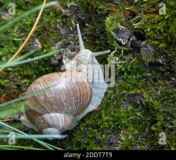 Les Escargots, Helix pomatia, autrement connu comme l'escargot, escargot de Bourgogne, ou l'escargot. Banque D'Images