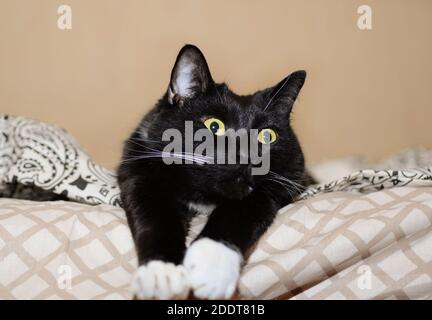 Un grand chat noir avec des yeux jaunes se trouve sur le lit. Banque D'Images