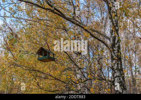 Mangeoire à oiseaux, maison pour le vol de magnifiques poussins sur un arbre pend sur le fond de la forêt, branches de bouleau des arbres de printemps Banque D'Images