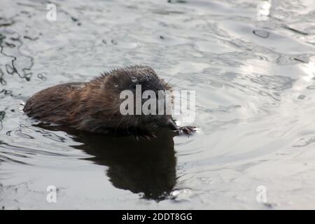 mouskrat nageant dans le lac gros plan portrait. Rat musqué, musquash, Ondatra zibethicus, Bisamratte, ondatra Banque D'Images