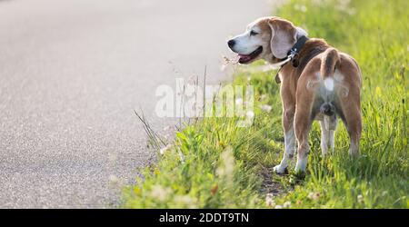 Chien de marche portrait de beagle photo il se tenant sur l'herbe verte près de la piste de course d'asphalte et regardant autour. Image de concept d'animaux domestiques drôle Banque D'Images