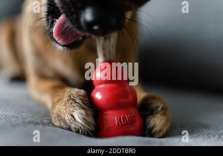 chihuahua, âgé de deux ans, mâchant un cerf naturel sur un jouet de Red Kong. Accent sélectif sur le jouet. Banque D'Images