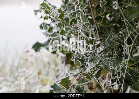 Holly Bush décoré par une toile d'araignée dépolie Banque D'Images