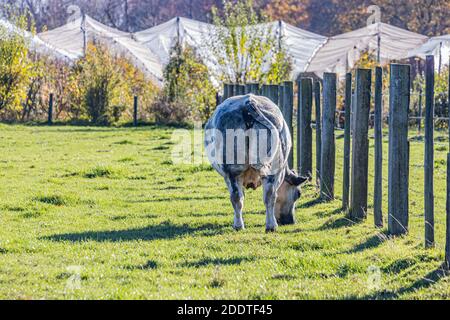 Vue arrière d'une vache laitière avec fourrure blanche grisâtre et taches noires paître calmement sur l'herbe verte sur une ferme avec un arrière-plan flou, jour ensoleillé au sud Banque D'Images