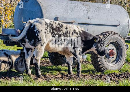 Beek, Limbourg Sud, pays-Bas. 18 novembre 2020. Vache laitière blanc grisâtre avec des taches noires à côté d'un réservoir d'eau, une autre sur le gras Banque D'Images