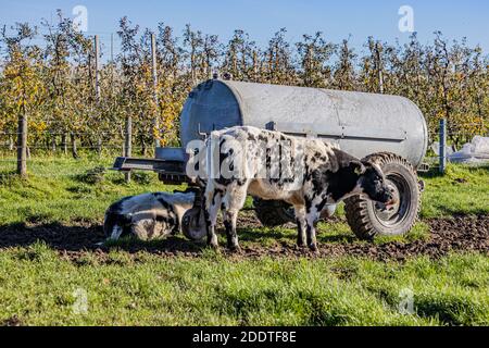 Beek, Limbourg Sud, pays-Bas. 18 novembre 2020. Ferme agricole avec une vache laitière blanc grisâtre avec des taches noires debout à côté d'un réservoir d'eau, Banque D'Images