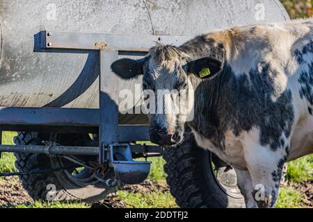 Beek, Limbourg Sud, pays-Bas. 18 novembre 2020. Vue partielle d'une vache laitière blanc grisâtre avec des taches noires regardant la caméra, à côté d'une eau Banque D'Images