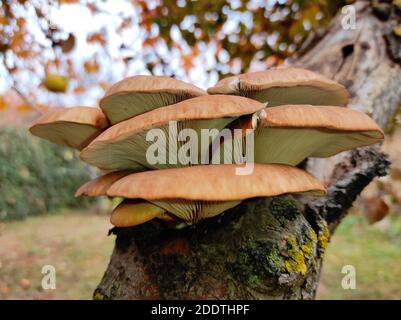 un gros plan de champignons d'huîtres cultivés sur le tronc de l'arbre Banque D'Images