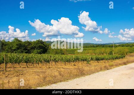 Un vignoble à la fin de l'été près de Murlo, province de Sienne, Toscane, Italie Banque D'Images